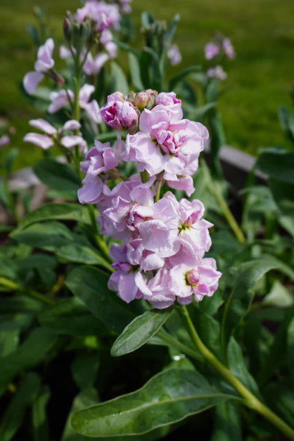 Stocks Katz Cherry Blossom - West Coast Seeds
