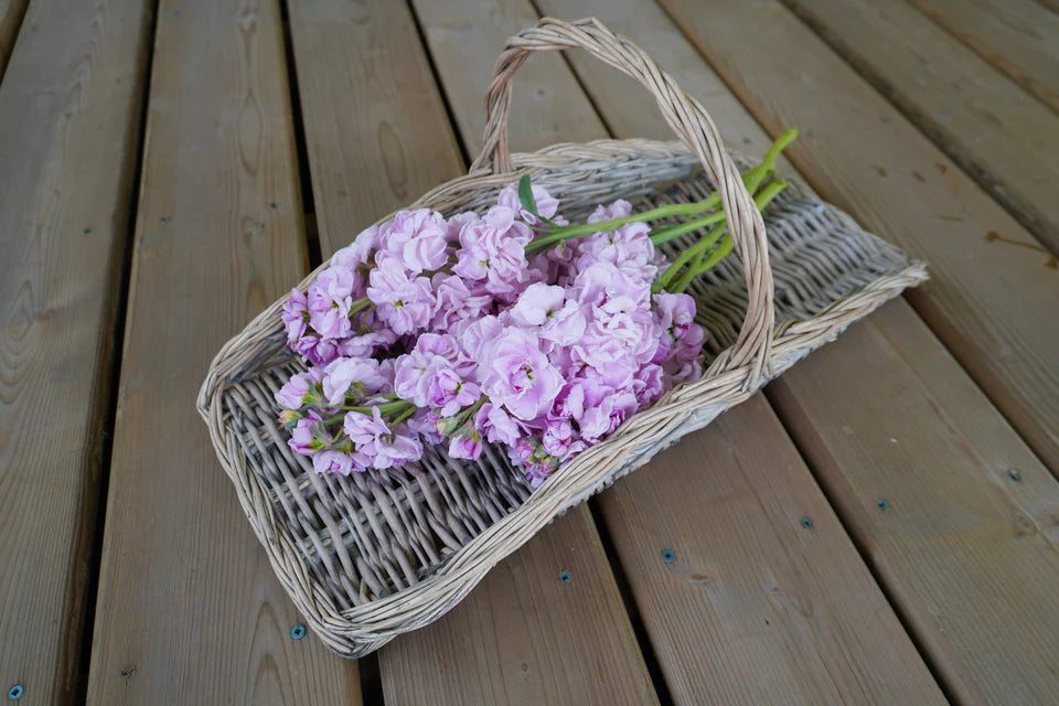 Stocks Katz Cherry Blossom - West Coast Seeds