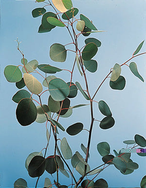 Eucalyptus Red Box Polyanthemos - West Coast Seeds