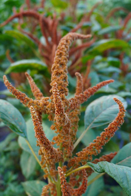 Amaranth Hot Biscuits - West Coast Seeds