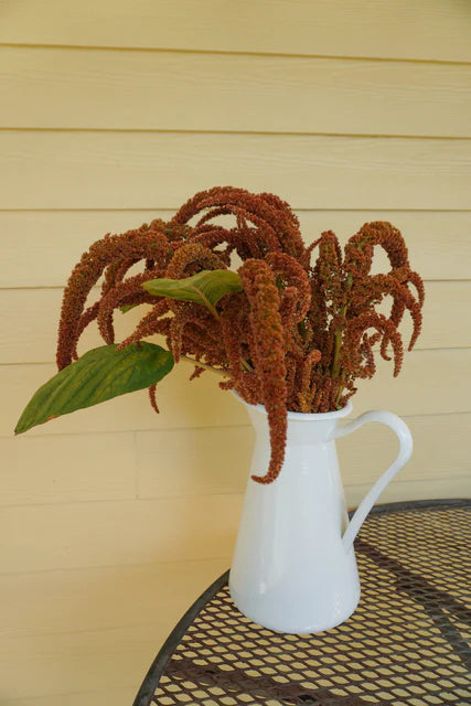 Amaranth Hot Biscuits - West Coast Seeds