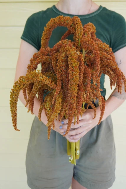 Amaranth Hot Biscuits - West Coast Seeds