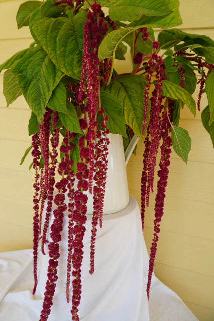 Amaranth Love Lies Bleeding - West Coast Seeds
