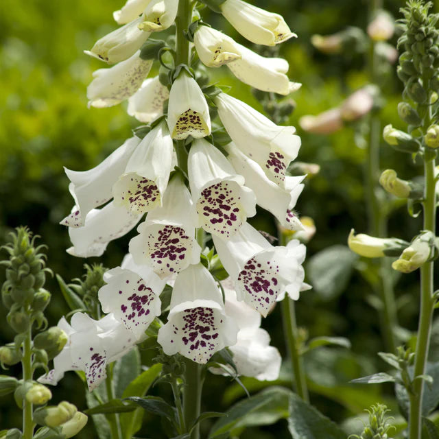 Foxgloves Dalmation White - West Coast Seeds