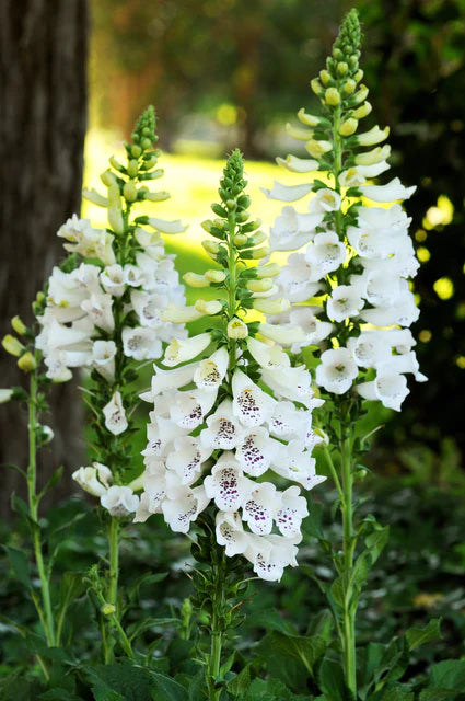 Foxgloves Dalmation White - West Coast Seeds