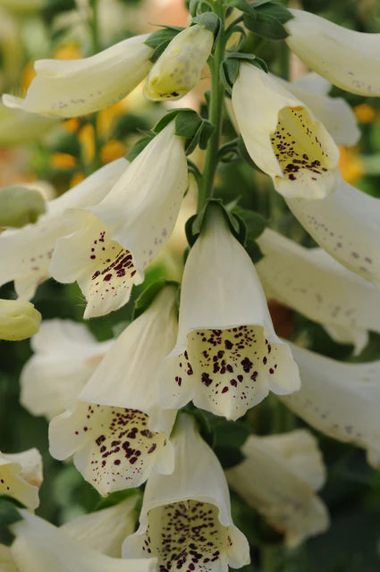 Foxgloves Dalmation White - West Coast Seeds