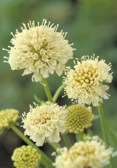 Scabiosa Fata Morgana - West Cost Seeds
