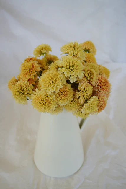 Scabiosa Fata Morgana - West Cost Seeds