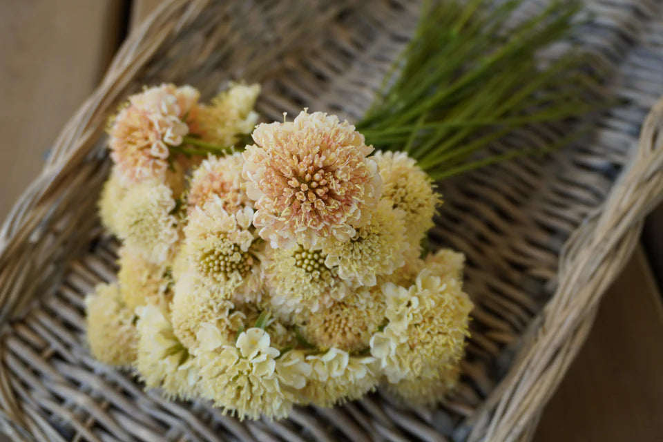 Scabiosa Fata Morgana - West Cost Seeds