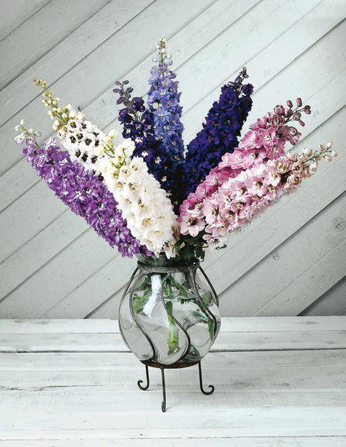 Delphinium Magic Fountains Mix - West Coast Seeds