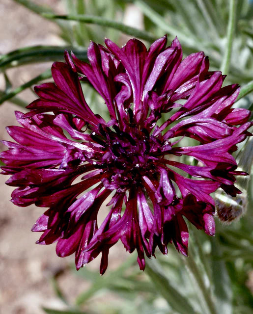 Cornflower Black Ball - West Coast Seeds