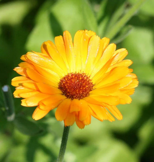 Calendula Single Orange - West Coast Seeds