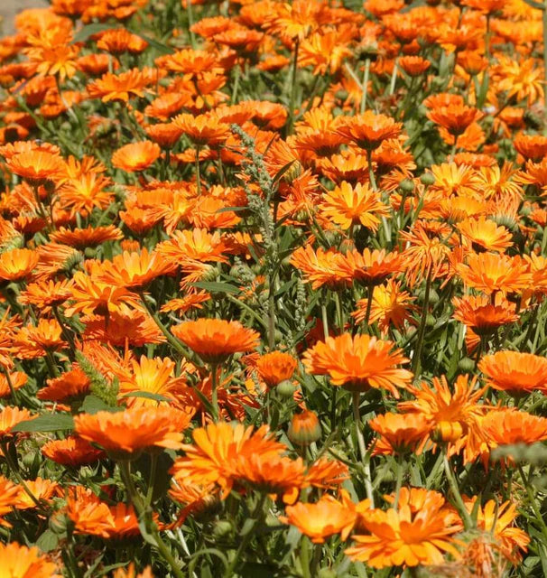 Calendula Single Orange - West Coast Seeds