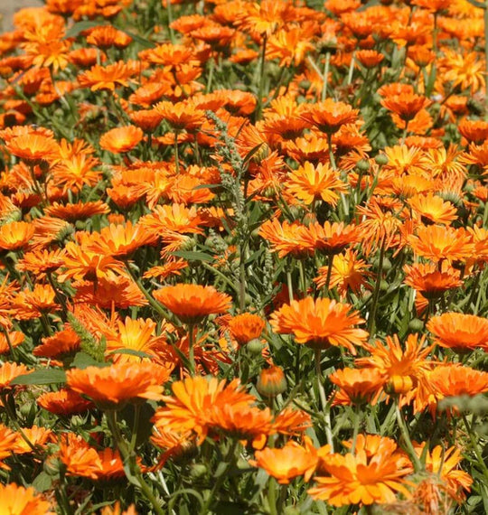 Calendula Single Orange - West Coast Seeds