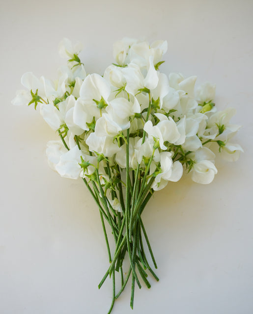 Sweet Peas Royal Family White - West Coast Seeds