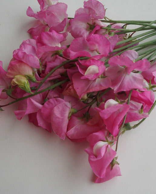 Sweet Peas Royal Family Rose-Pink - West Coast Seeds