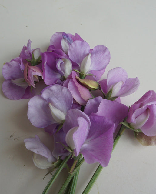 Sweet Peas Royal Family Lavender - West Coast Seeds