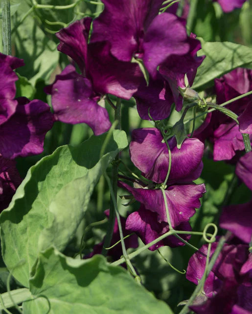Sweet Peas Midnight - West Coast Seeds