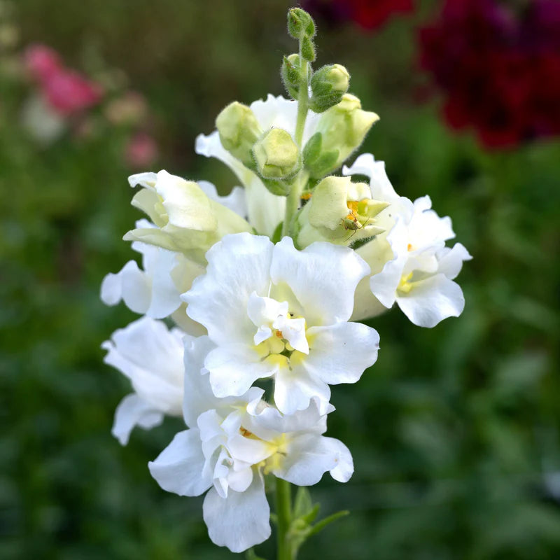 Snapdragon Madame Butterfly Ivory - West Coast Seeds
