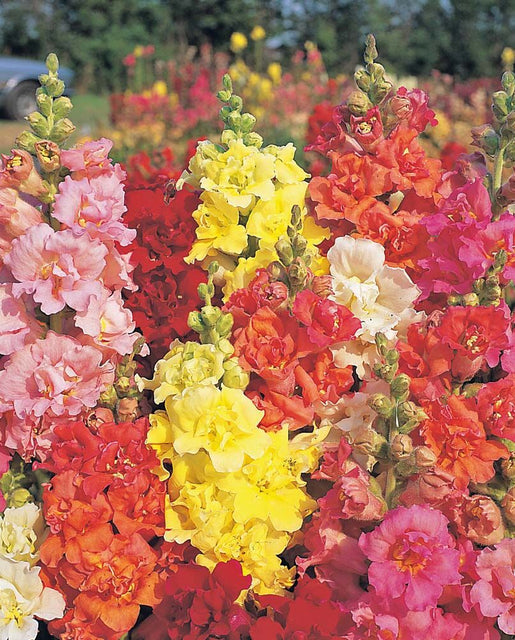 Snapdragon Madame Butterfly Mix - West Coast Seeds
