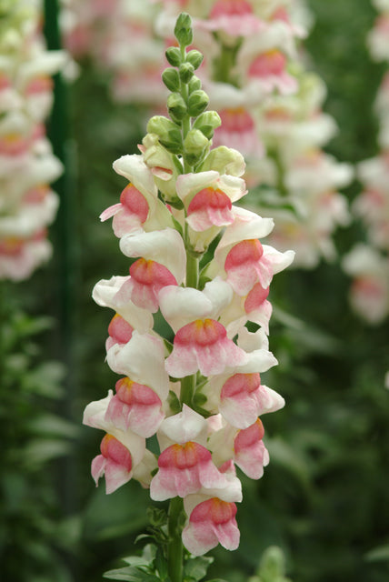 Snapdragon Potomac Apple Blossom - West Coast Seeds
