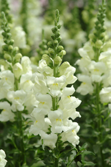 Snapdragon Potomac Ivory - West Coast Seeds