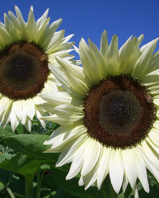 Sunflower ProCut White Nite- West Coast Seeds