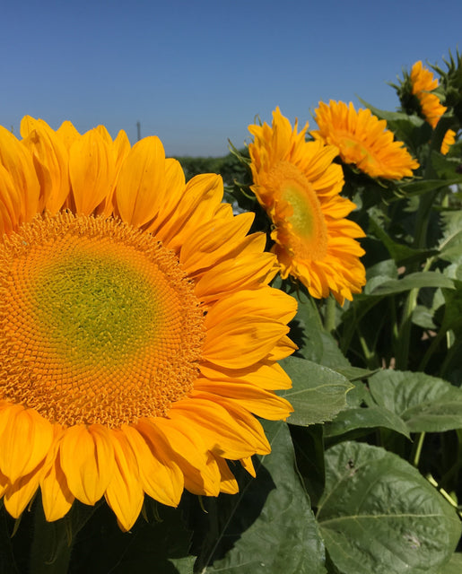 Sunflower ProCut Gold Lite DMR - West Coast Seeds – Wildwood