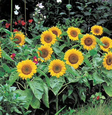 Sunflower Dwarf Big Smile - West Coast Seeds