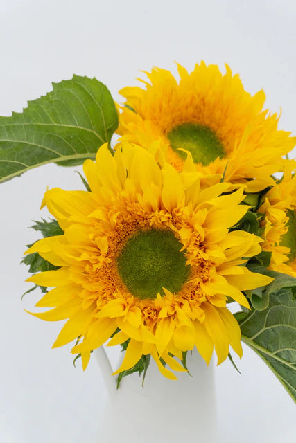 Sunflower Starburst Greenburst - West Coast Seeds