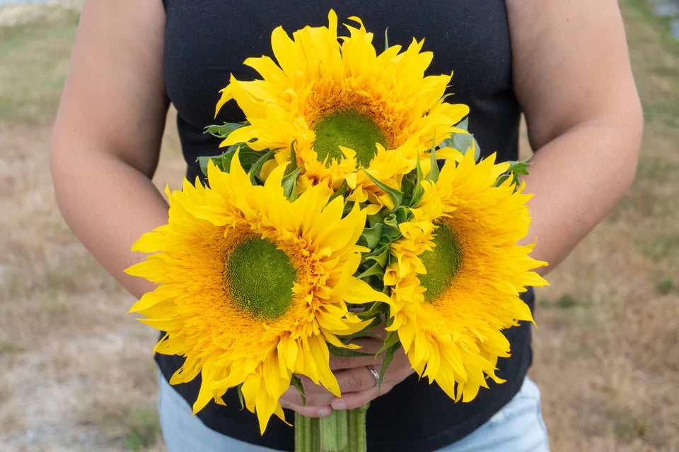 Sunflower Starburst Greenburst - West Coast Seeds