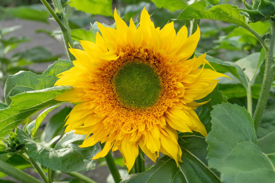 Sunflower Starburst Greenburst - West Coast Seeds
