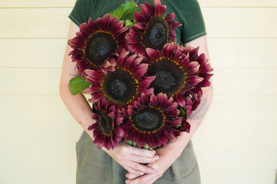 Sunflower Procut Red - West Coast Seeds