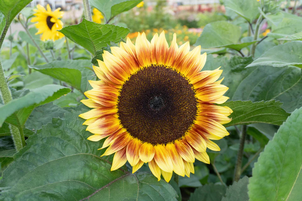 Sunflower Desert Sun - West Coast Seeds