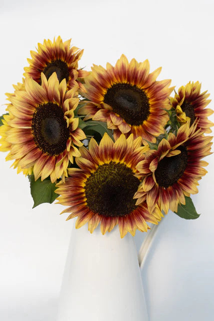 Sunflower Desert Sun - West Coast Seeds