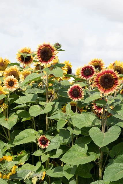 Sunflower Desert Sun - West Coast Seeds