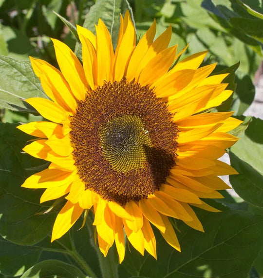 Organic Sunflower Zohar - West Coast Seeds