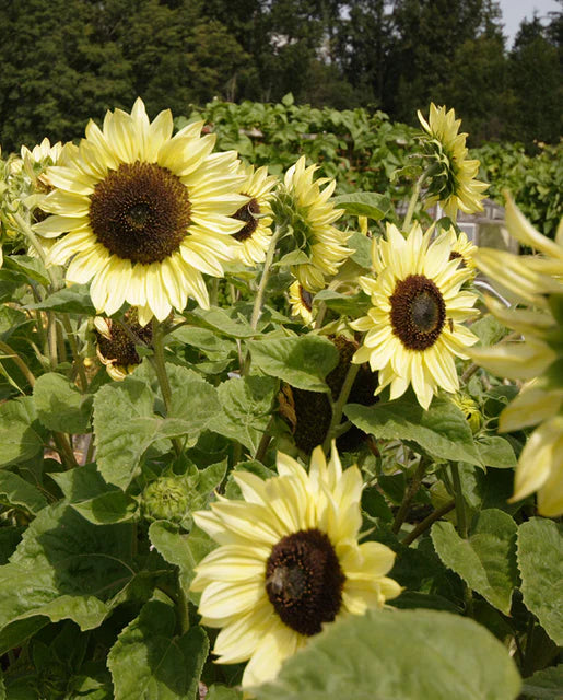 Sunflower Lemon Queen - West Coast Seeds