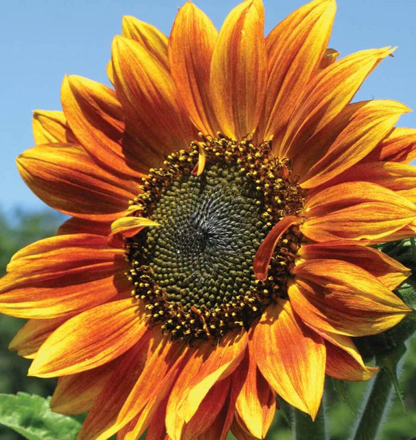 Sunflower Autumn Beauty - West Coast Seeds