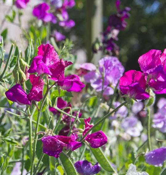 Sweet Peas Bijou Blend - West Coast Seeds