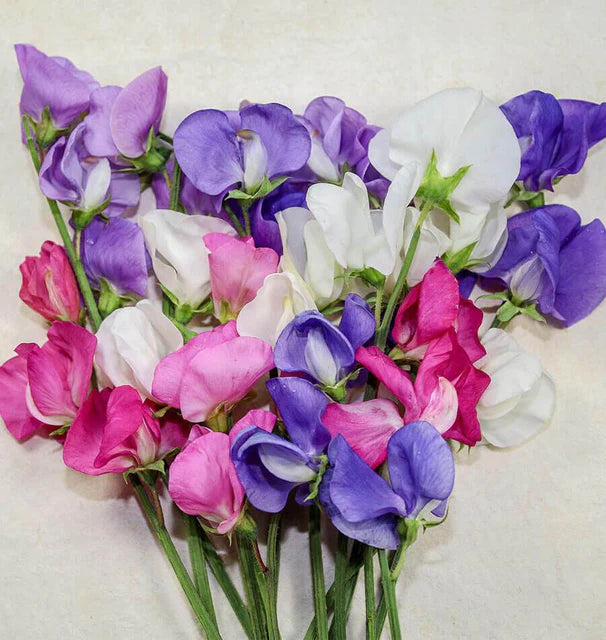 Sweet Peas Early Multiflora - West Coast Seeds