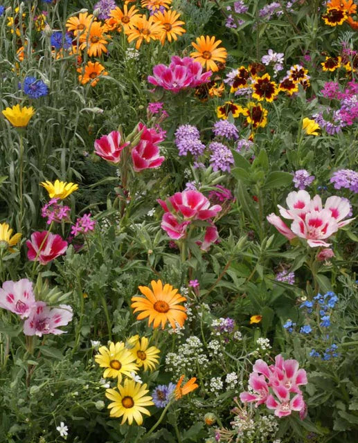 Wildflowers Knee-High Meadow Blend - West Coast Seeds