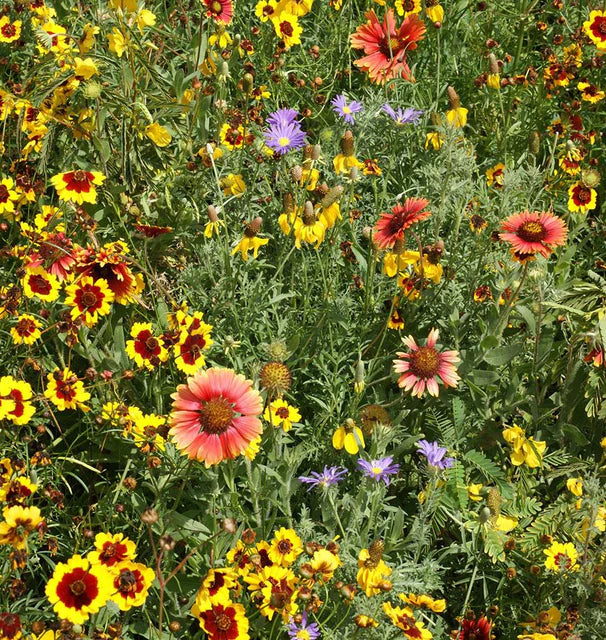 Wildflowers Southern Prairies Blend - West Coast Seeds