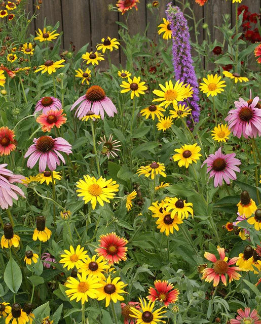 BULK Wildflowers Great Lakes Blend - West Coast Seeds