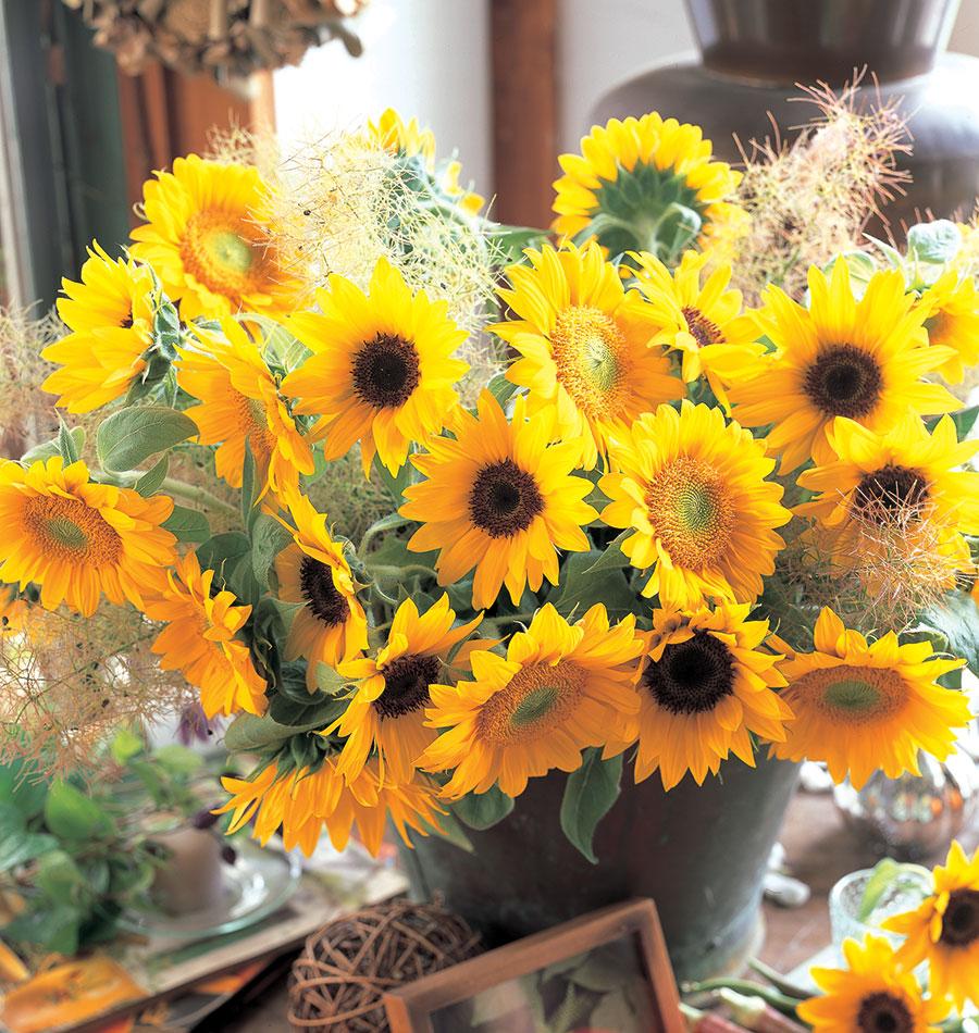 Sunflower Sunrich Blend - West Coast Seeds