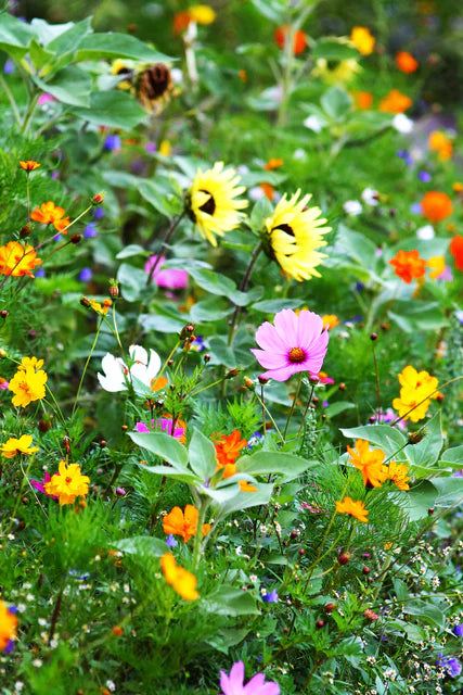 BULK Wildflowers Bumble Bee Blend - West Coast Seeds