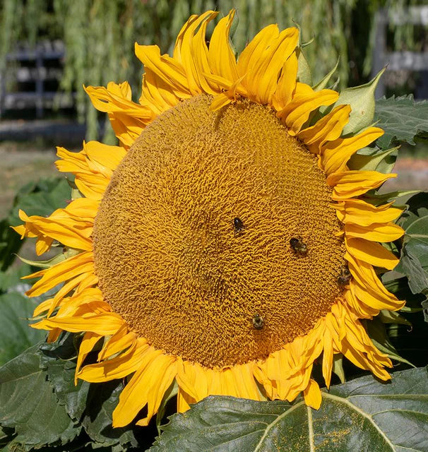 BULK Wildflowers Bumble Bee Blend - West Coast Seeds