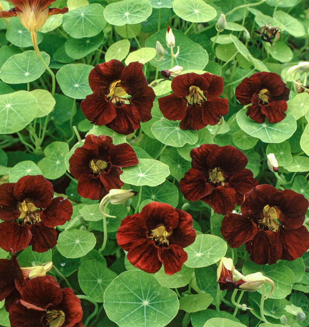Nasturtium Black Velvet - West Coast Seeds