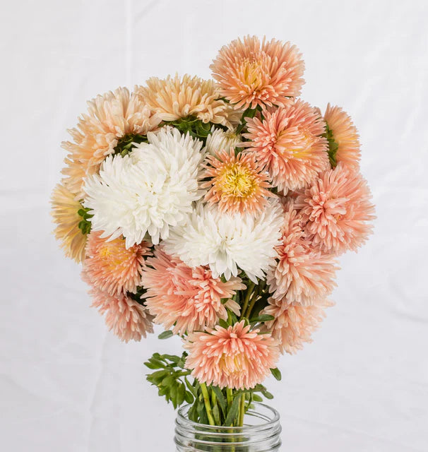 China Aster The Roses Mix - West Coast Seeds