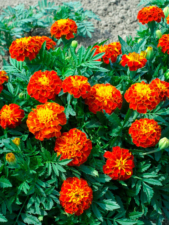 Marigolds Red Cherry - West Coast Seeds